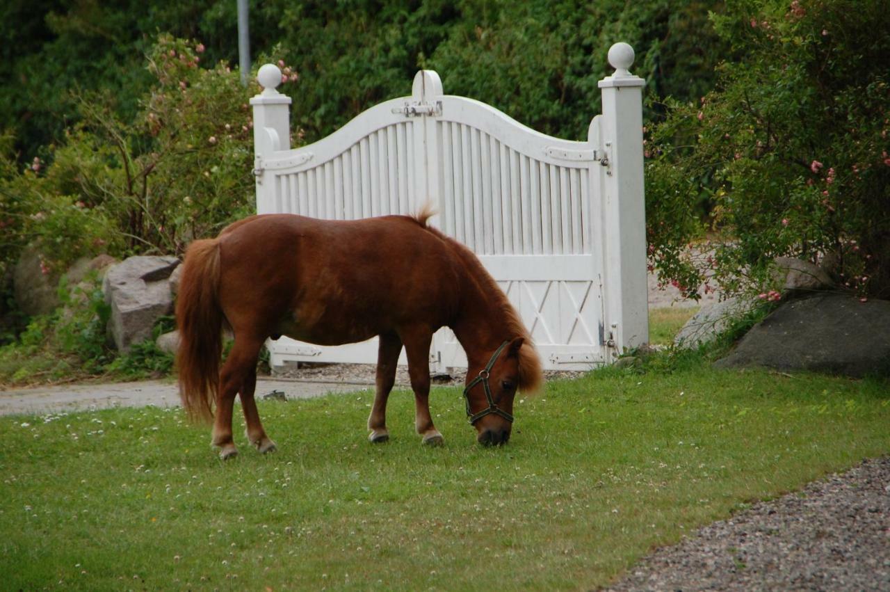 Ostseepferdehof Neukirchen  Kültér fotó